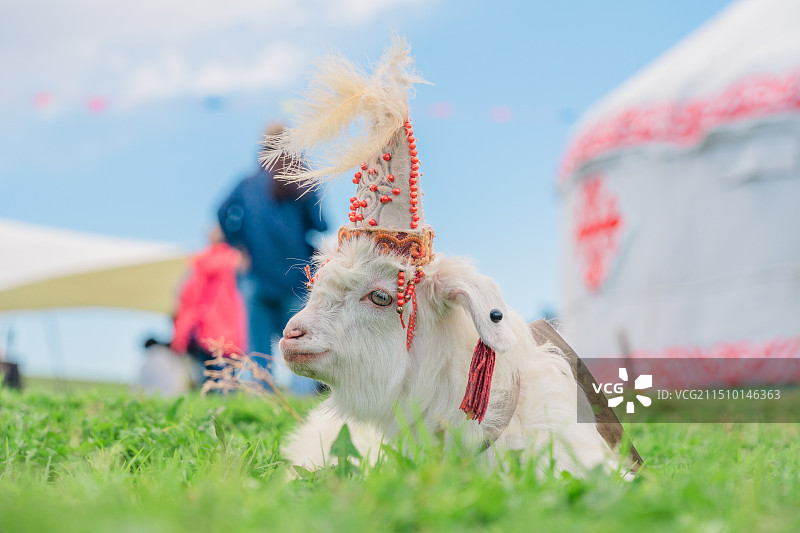 草原小山羊图片素材