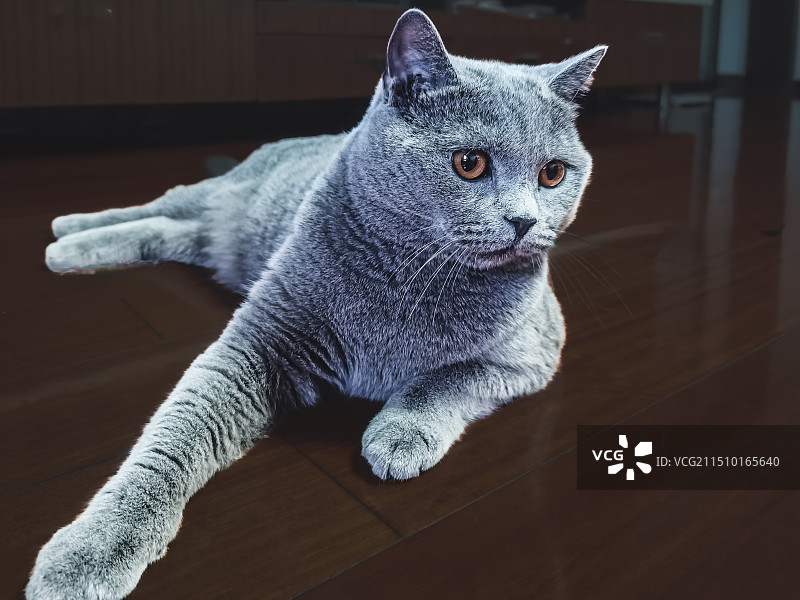 蓝猫肖像特写图片素材