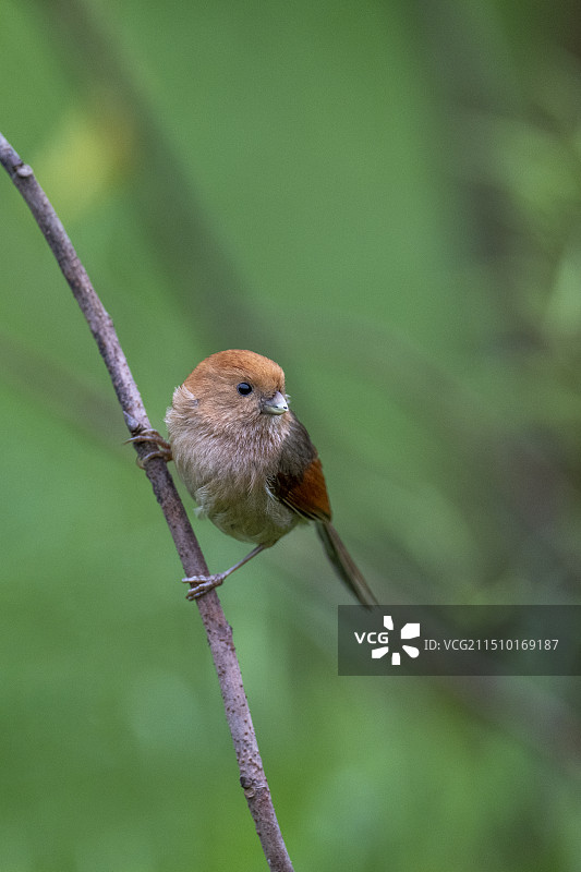 棕头鸦雀图片素材