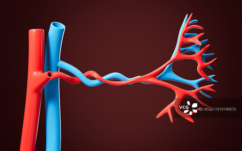 人类血管解剖模型3D渲染图片素材