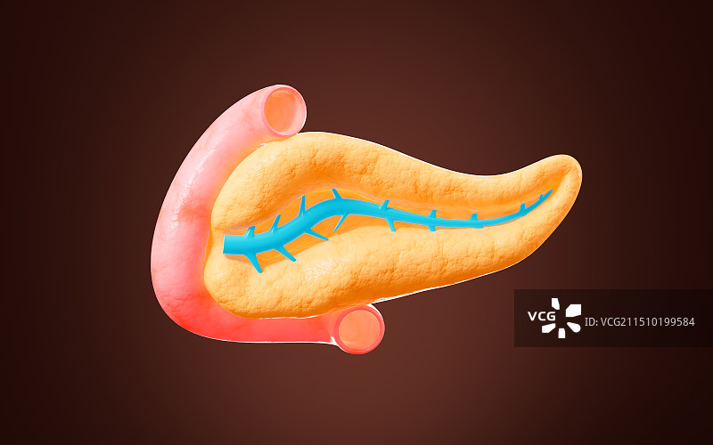 人体内脏胰腺解剖图3D渲染图片素材