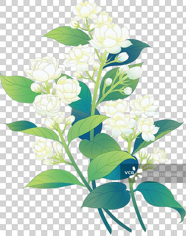 清新茉莉花新中式插画图片素材