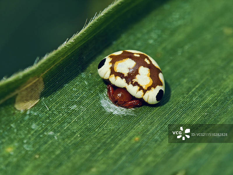 红鸟粪蛛  又叫汤原曲腹蛛图片素材