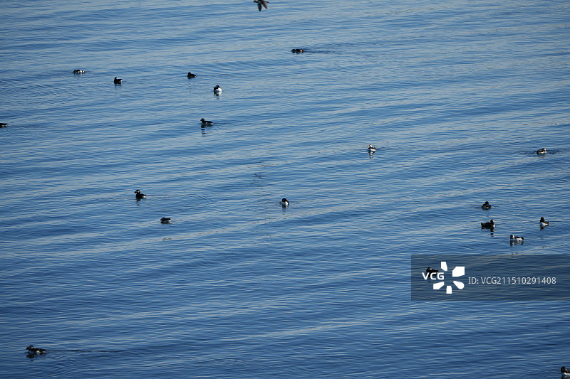 冰岛东峡湾Puffin海鹦之家图片素材