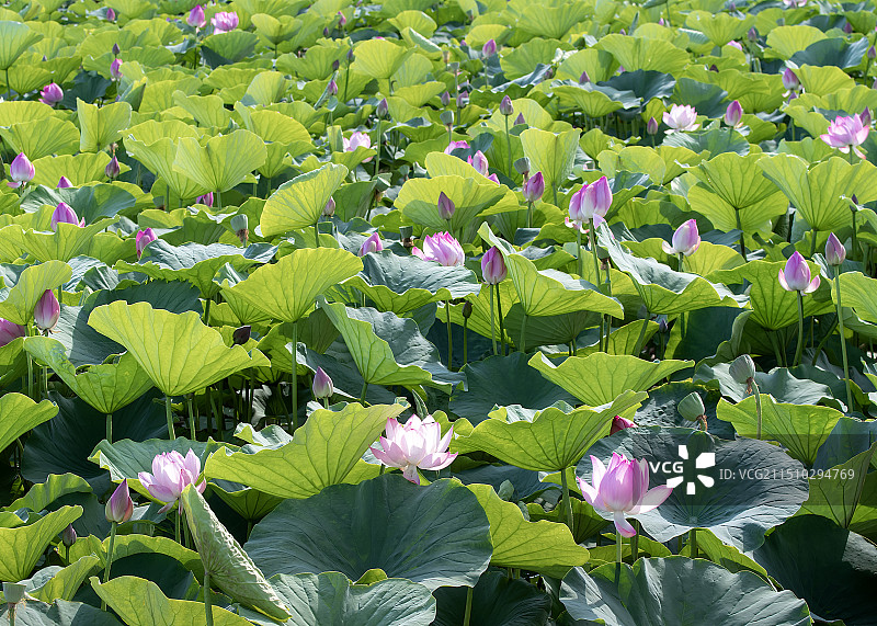荷花花开正盛图片素材