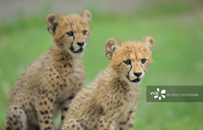 好奇（猎豹）图片素材