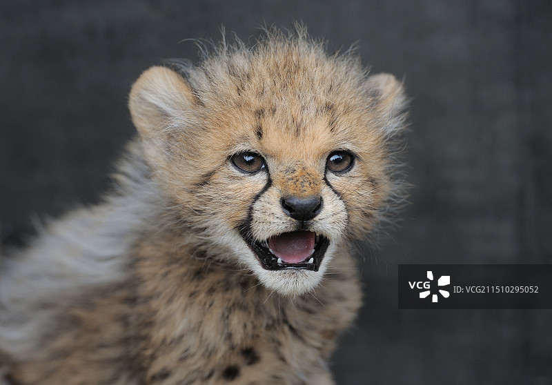 好奇（猎豹）图片素材