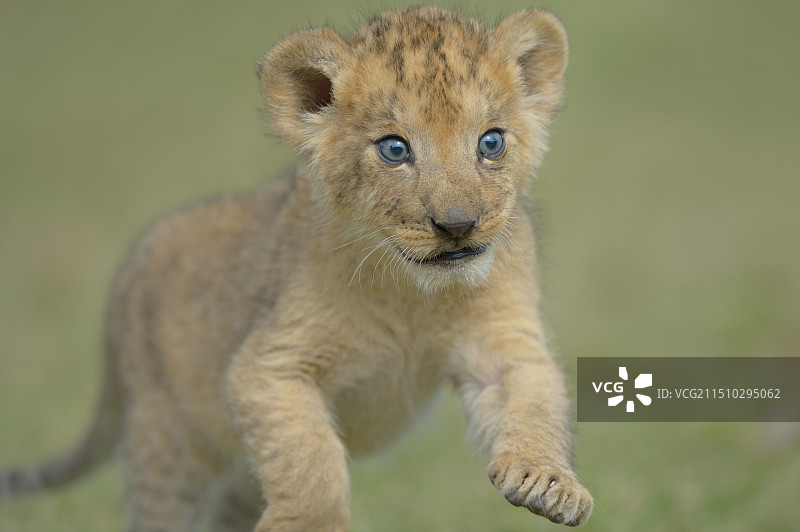 好奇（非洲狮）图片素材