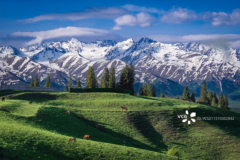 雪山草甸——那拉提草原图片素材