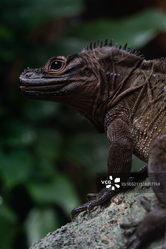 红山动物园蜥蜴类动物特写图片素材