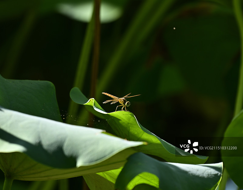 荷叶上蜻蜓昆虫特写镜头图片素材