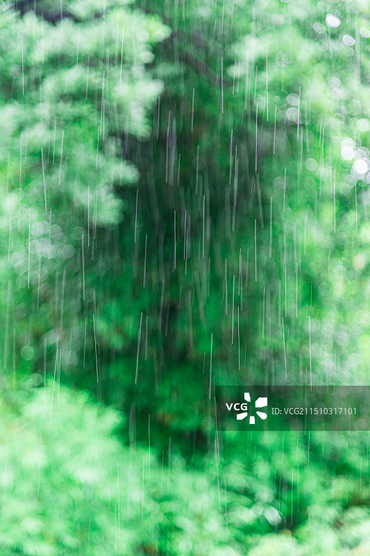 公园中的雨景图片素材