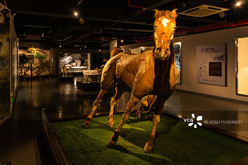 马剥制干体标本图片素材
