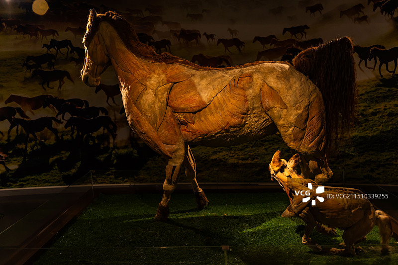 马剥制干体标本图片素材