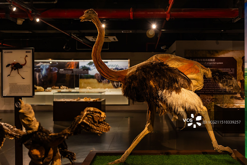 鸵鸟剥制干体标本图片素材
