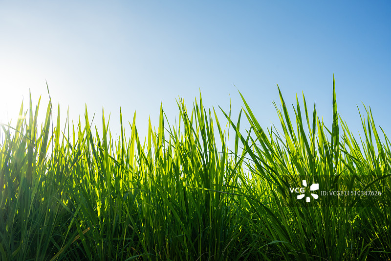 绿色的禾苗图片素材
