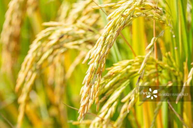 秋天金色的水稻特写图片素材