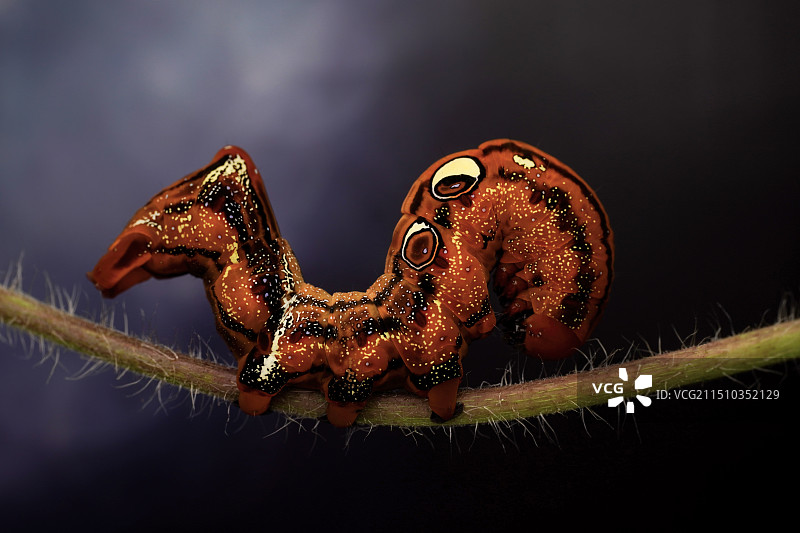 萌萌哒图片素材