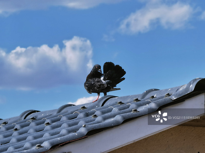 沈阳康平卧龙湖公园的鸽子图片素材