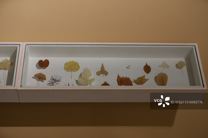 昆明植物园扶荔宫内标本图片素材