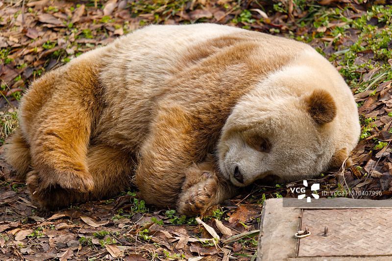 棕色大熊猫七仔睡觉图片素材