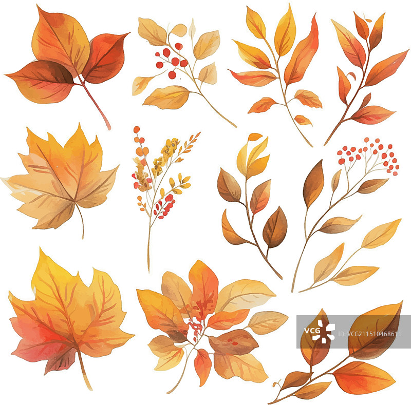 秋叶和花朵合集图片素材