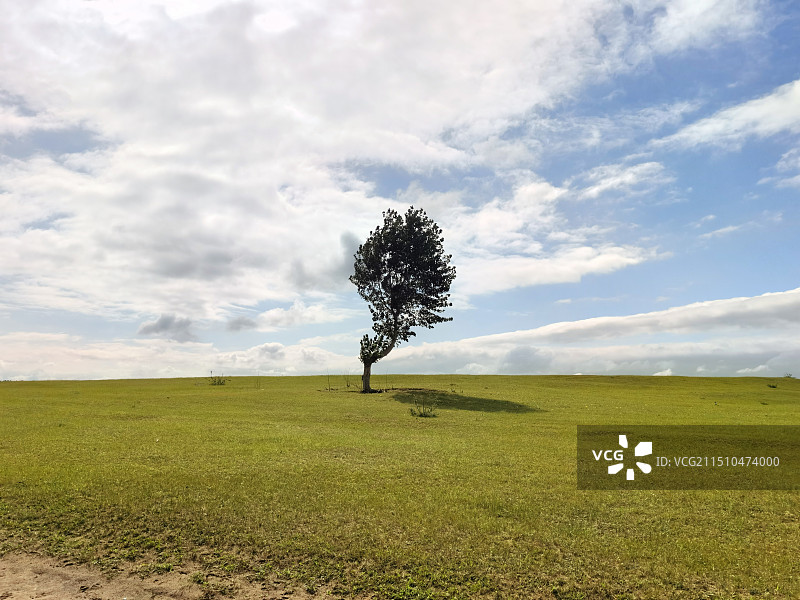 大庆杜尔伯特草原草原上的一棵并不直的杨树孤独地挺立着。图片素材