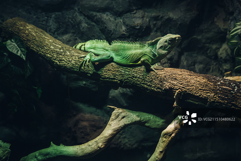 南京紫金山昆虫博物馆的中国水龙图片素材