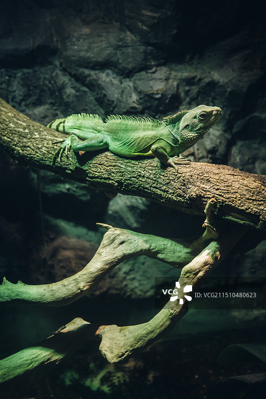 南京紫金山昆虫博物馆的中国水龙图片素材