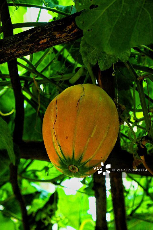 大南瓜。图片素材