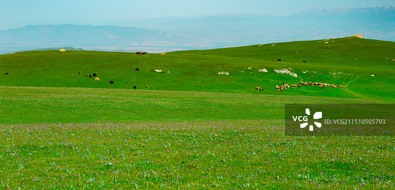 开满鲜花的新疆伊犁特克斯喀拉峻草原牧场图片素材