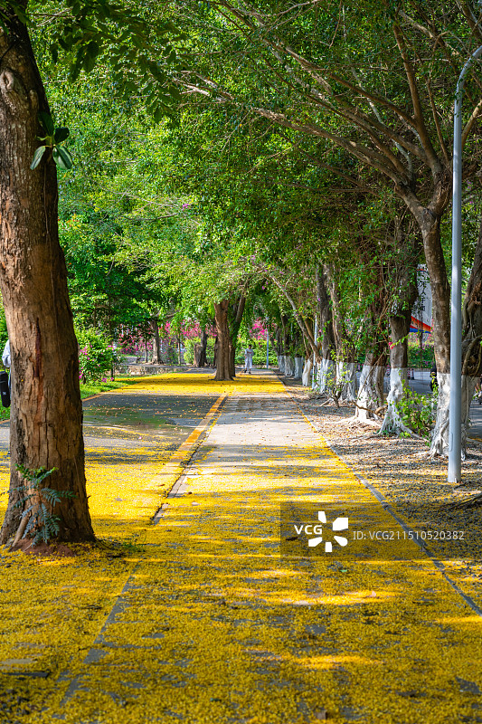 海南三亚谷雨小满节气三亚学院校园里盛开的黄色印度紫檀花图片素材