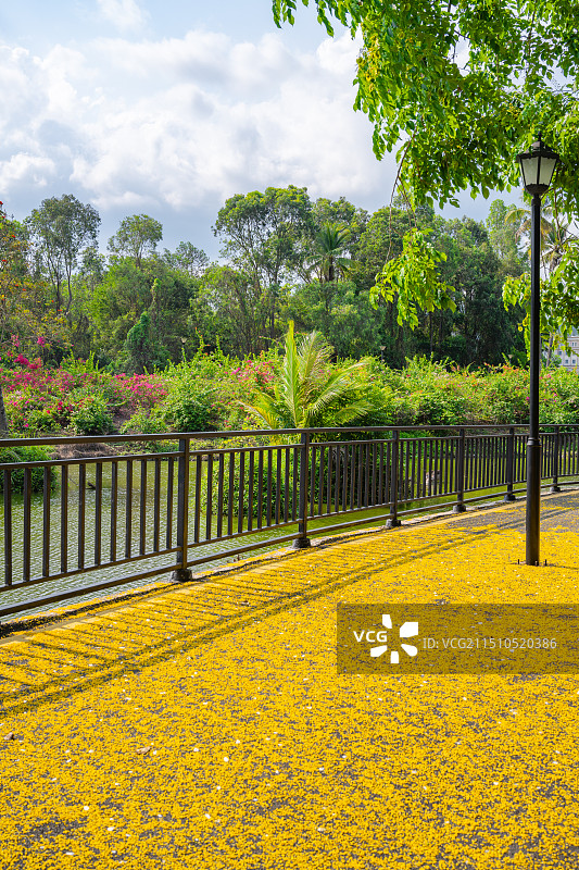 海南三亚谷雨小满节气三亚学院校园里盛开的黄色印度紫檀花图片素材