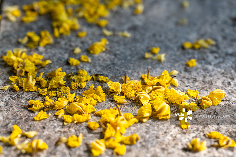 海南三亚谷雨小满节气三亚学院校园里盛开的黄色印度紫檀花图片素材