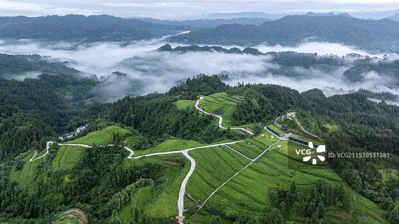 中国藤茶之乡-湖北来凤县革勒乡桑树坪藤茶基地风光图片素材