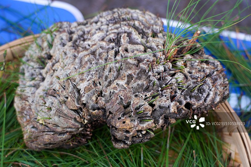 云南野生菌干巴菌图片素材