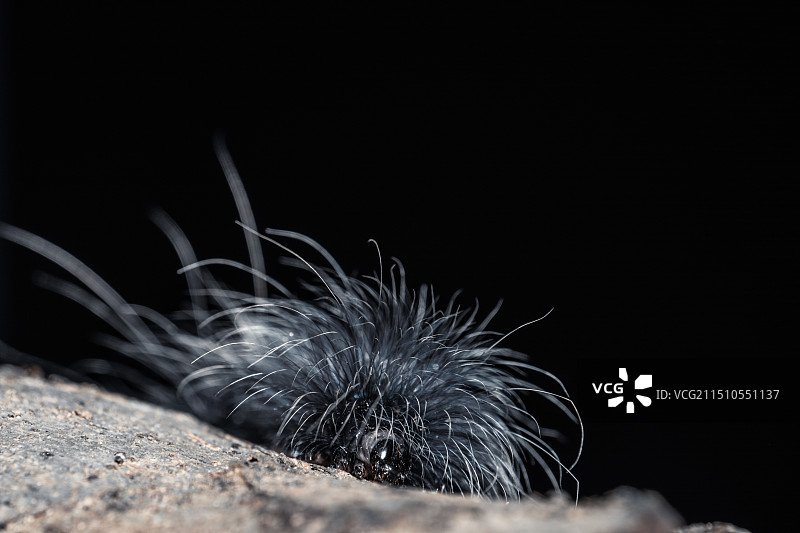 毛毛虫的超酷发型图片素材