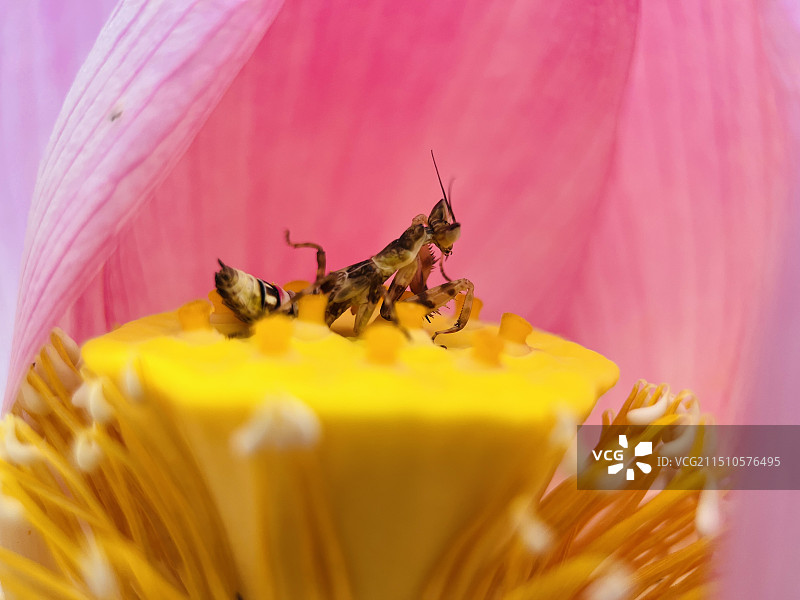 莲花帐（眼斑螳螂）图片素材