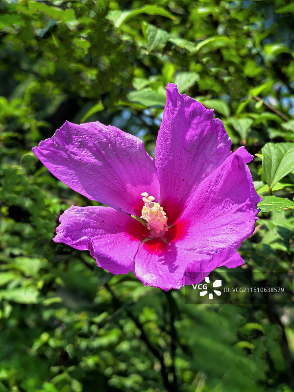 木槿花图片素材