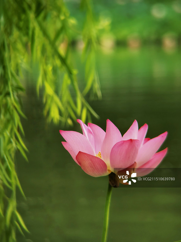 垂柳与荷花图片素材