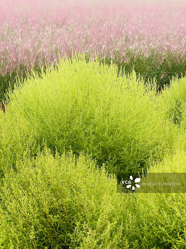 北京奥森公园地肤草和粉黛子图片素材
