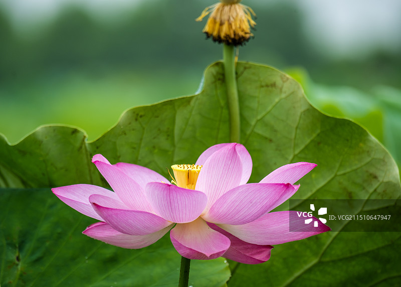 中原荷花博览园图片素材