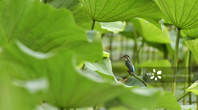 荷叶丛中的小翠鸟图片素材