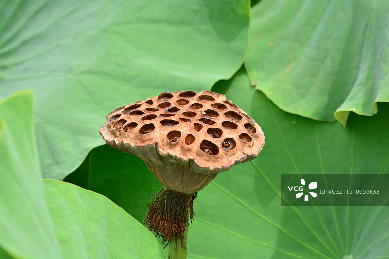 枯萎的莲蓬图片素材