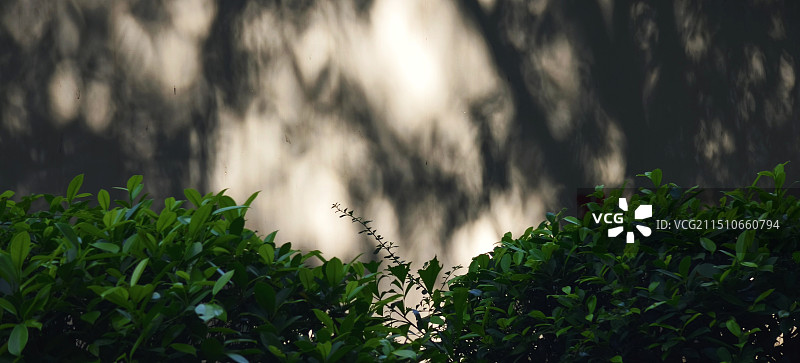 福田区街边草丛图片素材