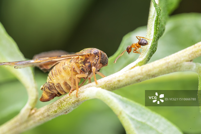 蚂蚁戏蜡蝉图片素材