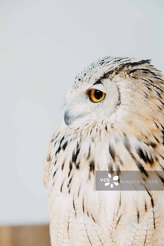 白色背景下的猫头鹰特写肖像图片素材