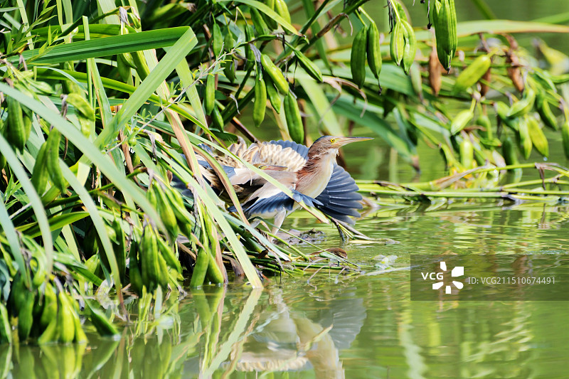 喂雏结束准备飞离的黄苇图片素材