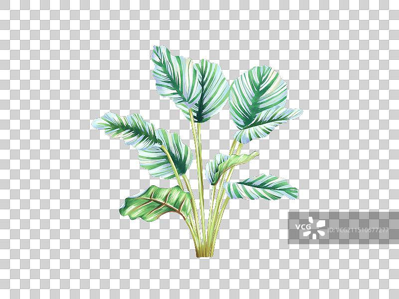 青苹果竹芋叶图片素材