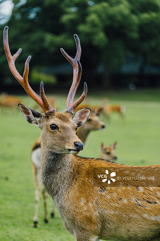 奈良公园里的梅花鹿 公鹿 母鹿与小鹿 特写镜头图片素材